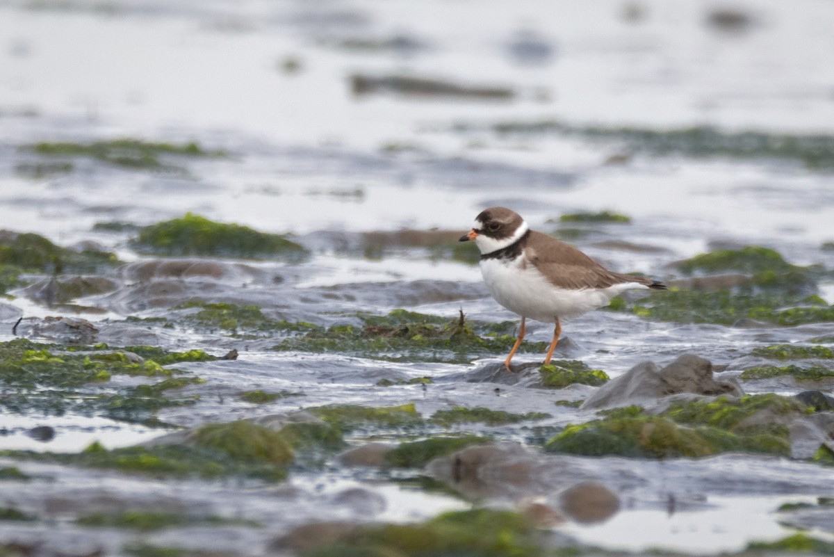 Semipalmated Plover - ML341583721