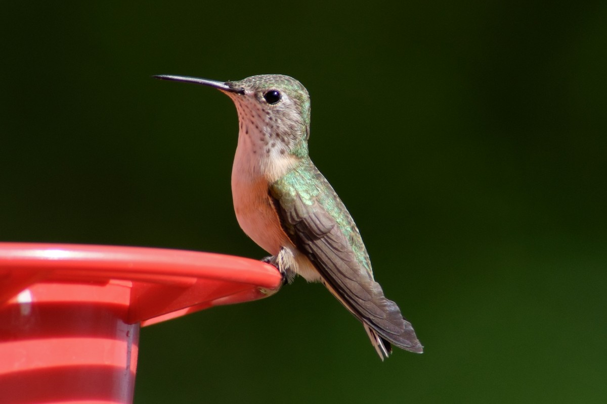 Calliope Hummingbird - ML34158461