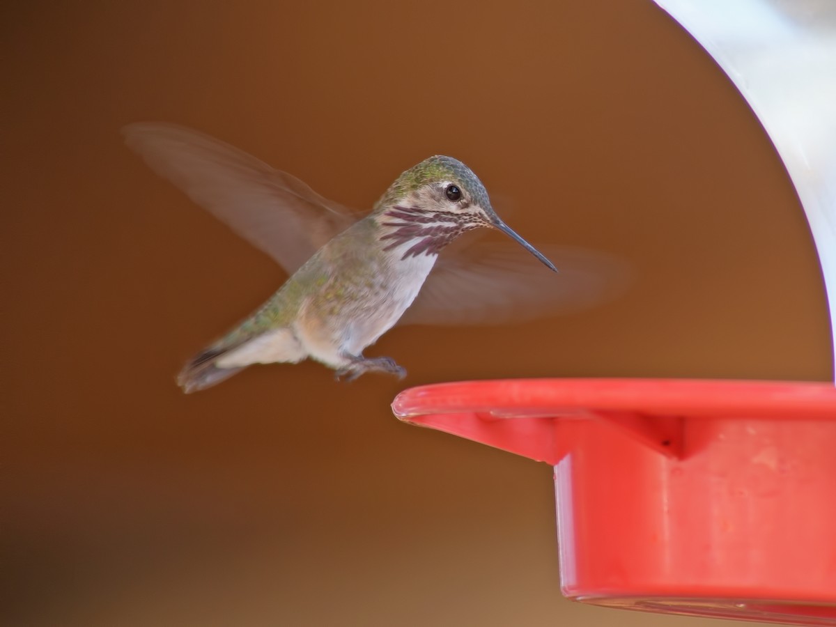 Calliope Hummingbird - ML34158611