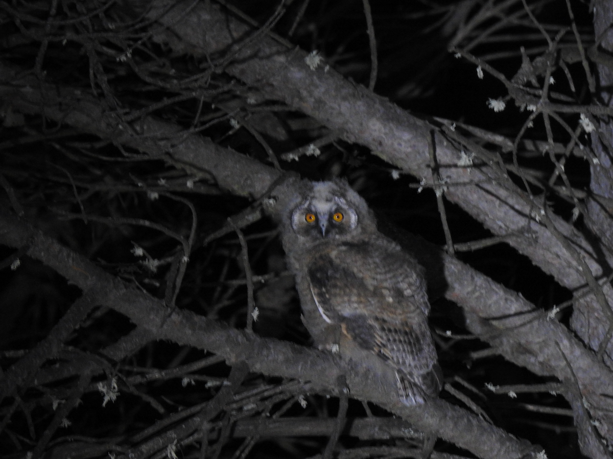 Long-eared Owl - ML341590461
