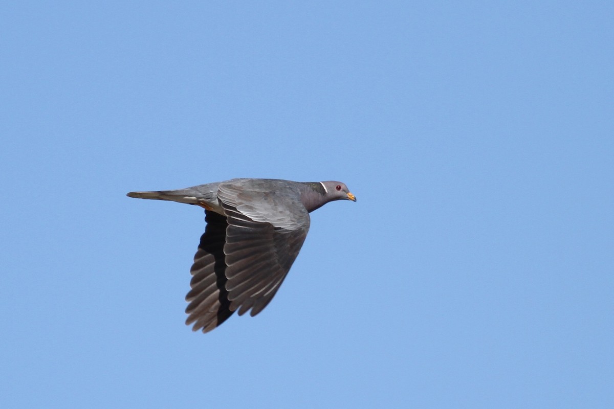 Band-tailed Pigeon - ML341590621
