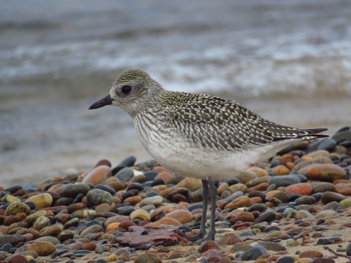 Black-bellied Plover - Nathan Martineau