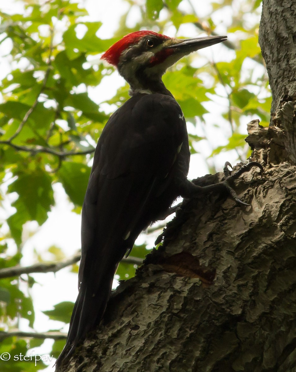 Pileated Woodpecker - ML34160341