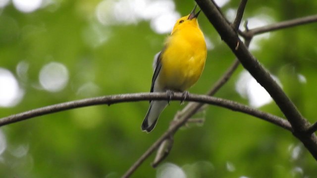 Prothonotary Warbler - ML341604241