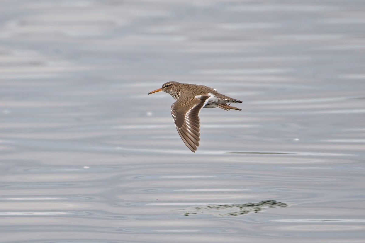 Spotted Sandpiper - James Moodie
