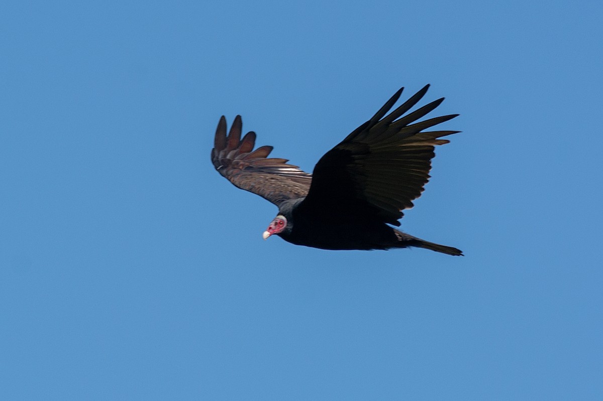Turkey Vulture - LUCIANO BERNARDES