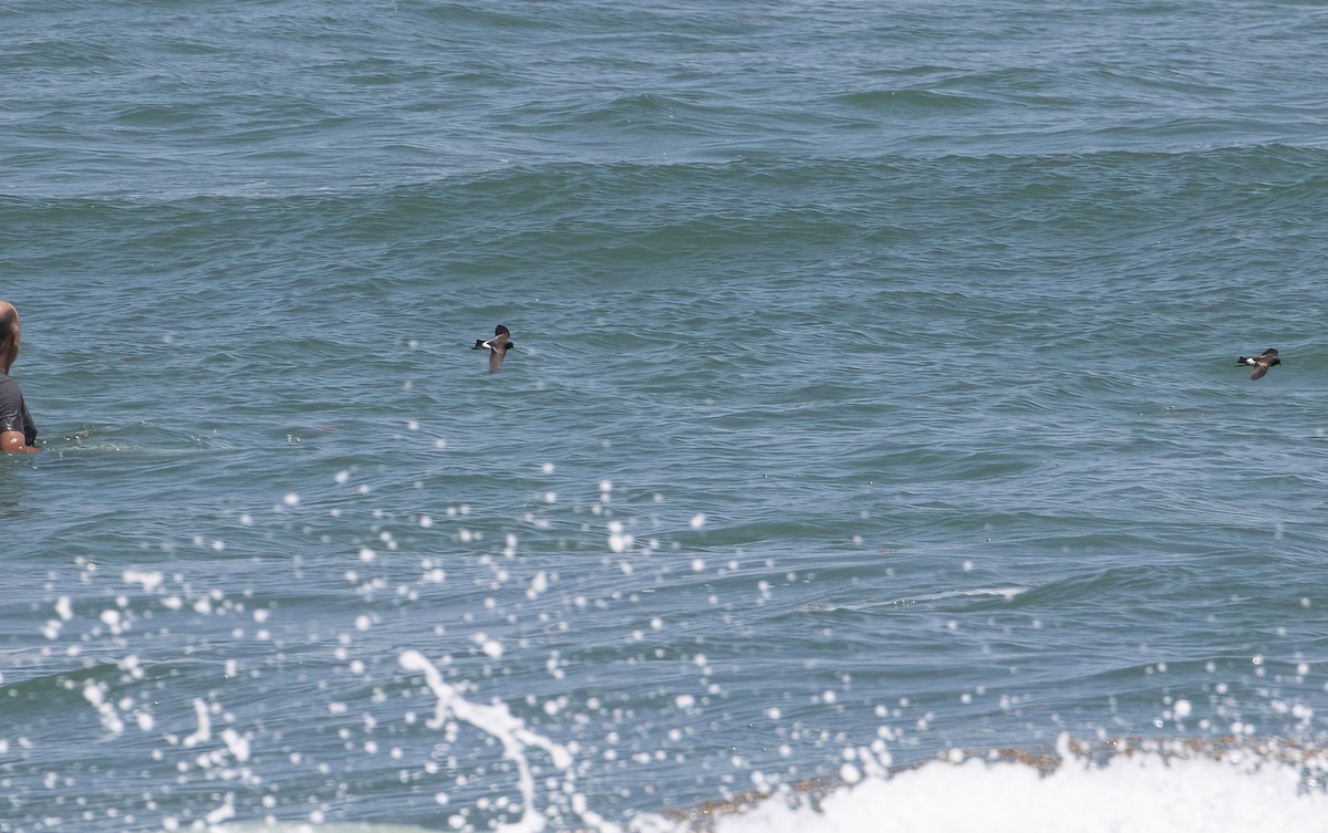 黃蹼洋海燕 - ML341614361