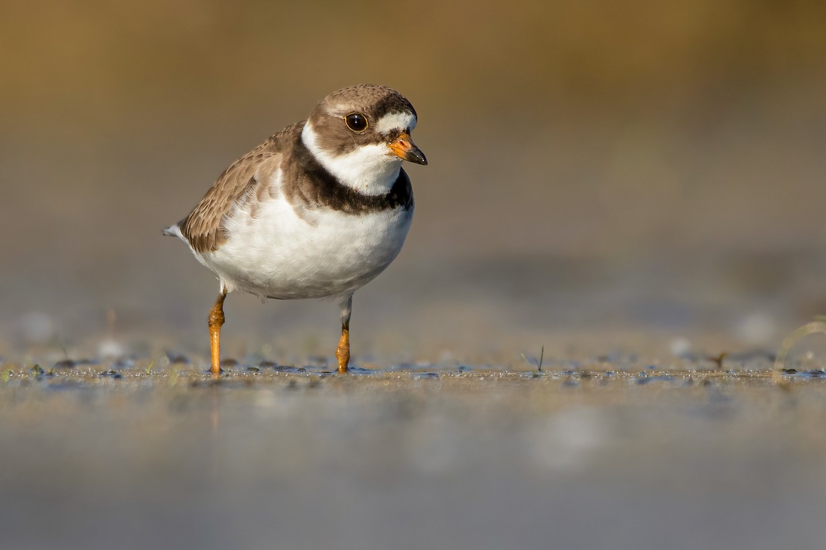 Semipalmated Plover - ML341614621
