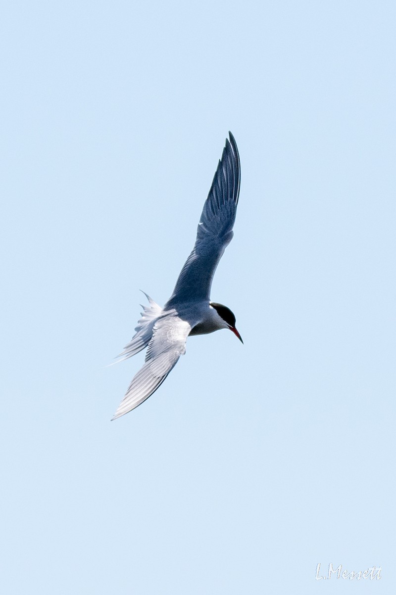 Common Tern - ML341617481