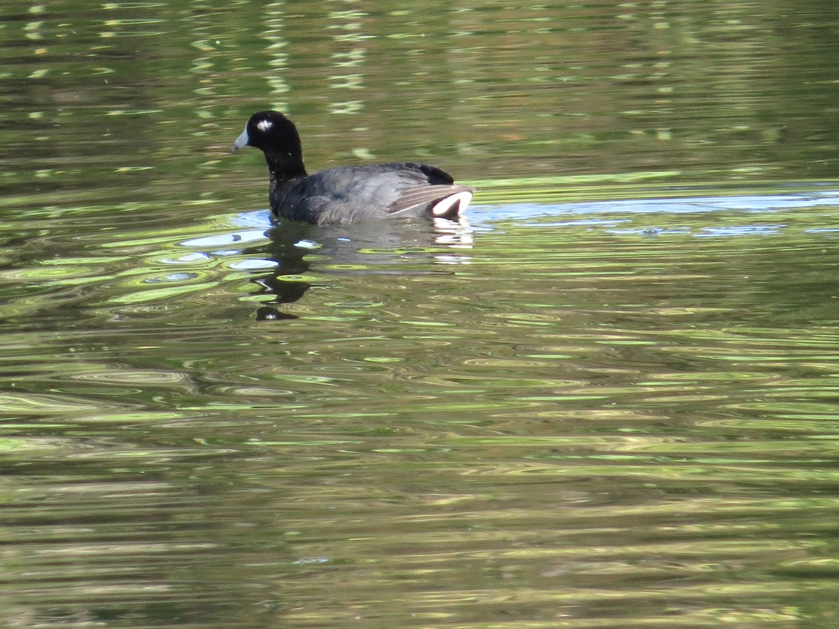 American Coot (Red-shielded) - Oliver Burton