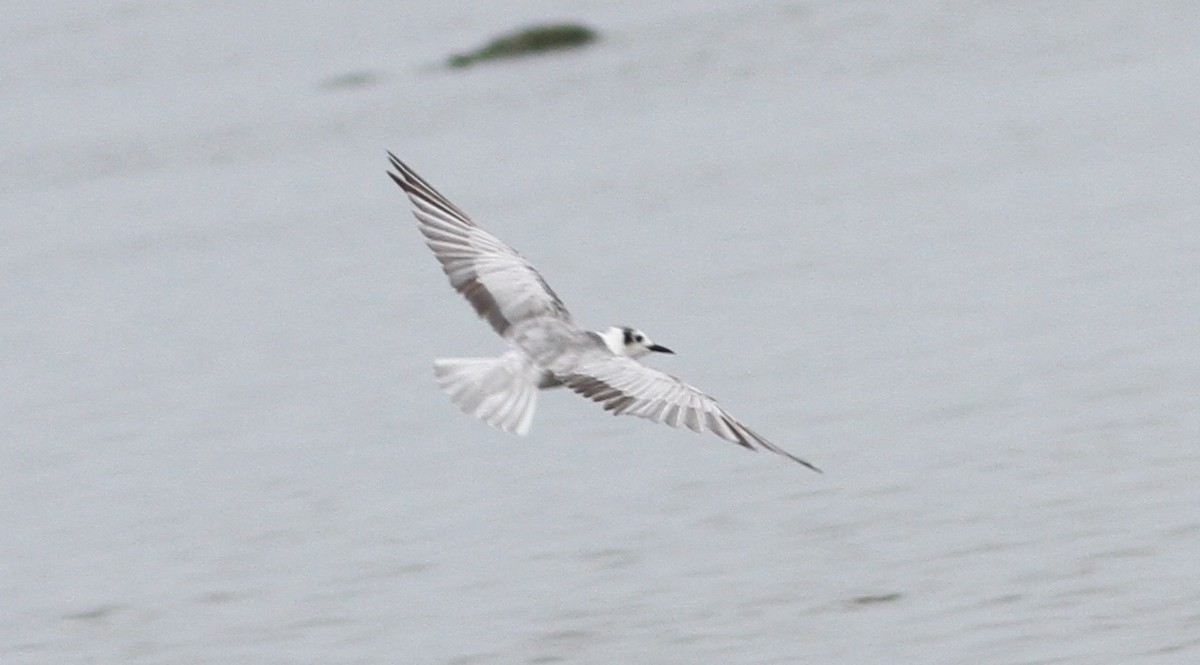 White-winged Tern - ML34162321