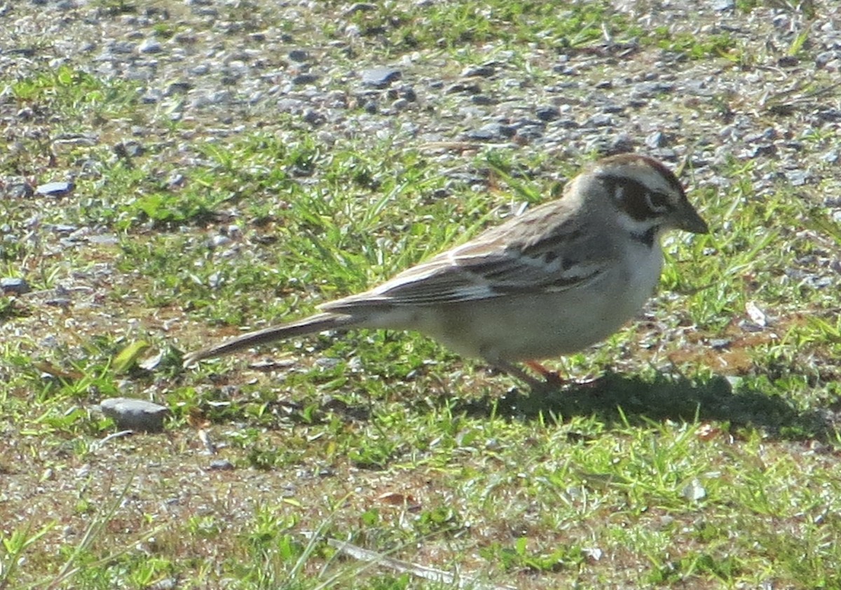 Lark Sparrow - ML341633651