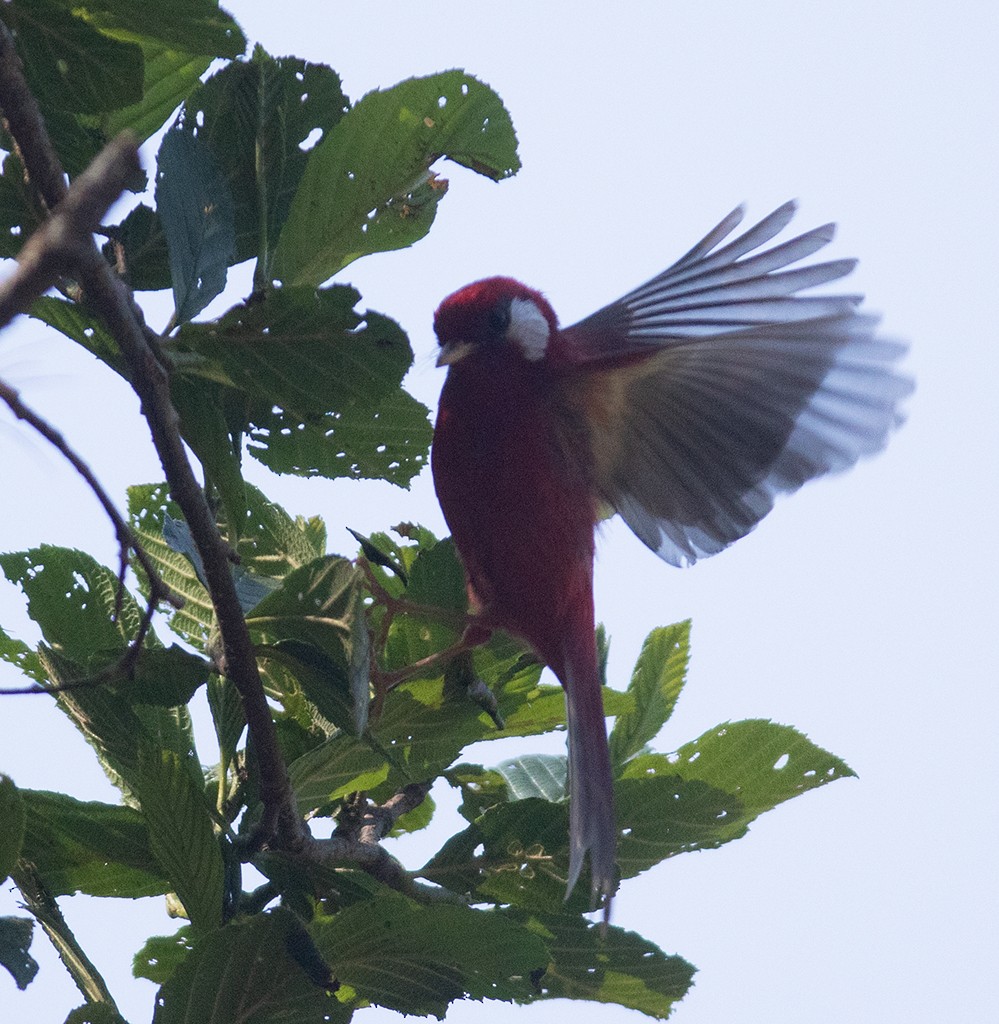Red Warbler (White-cheeked) - ML341637681