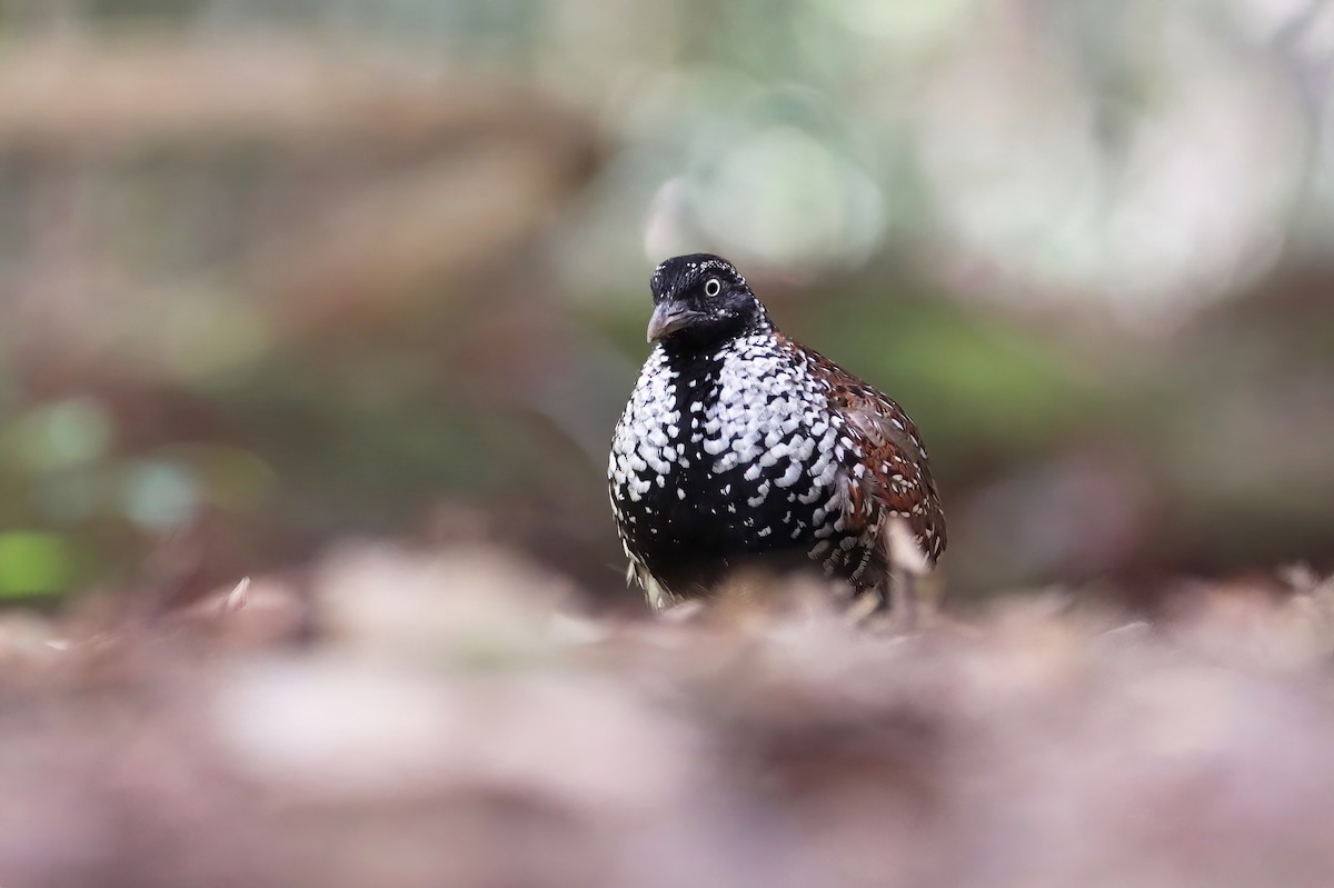 Black-breasted Buttonquail - ML341640231