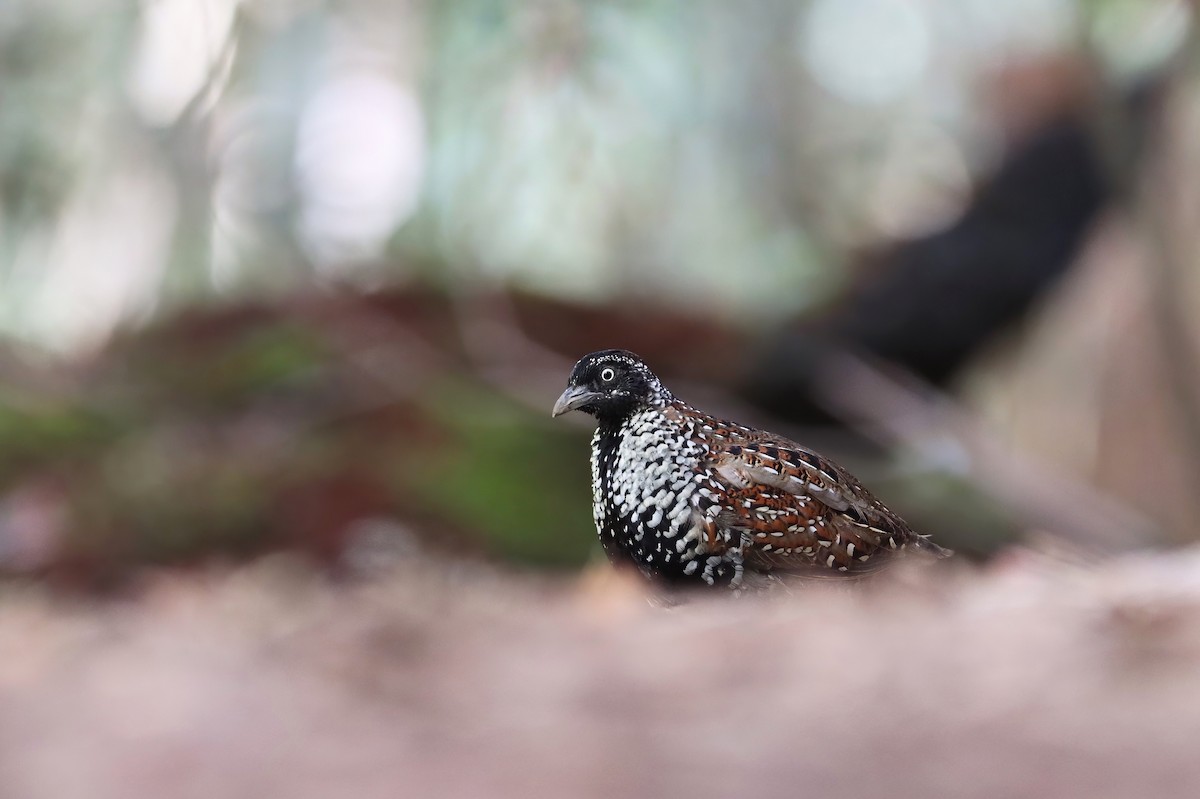 Black-breasted Buttonquail - ML341640291