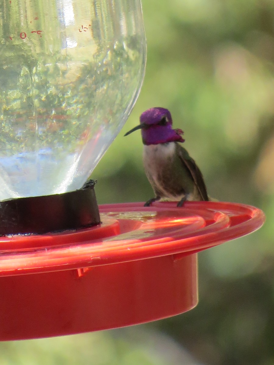 Costa's Hummingbird - Oliver Burton
