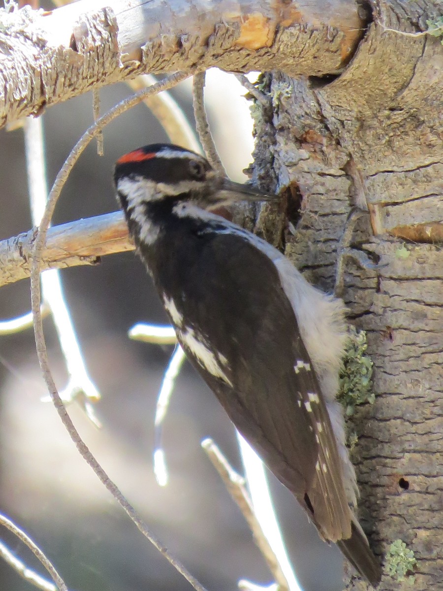 Hairy Woodpecker - ML34165121