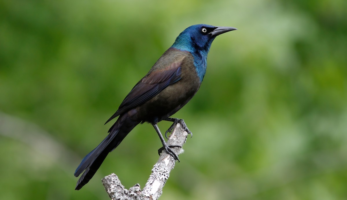 Common Grackle - Gary Jarvis