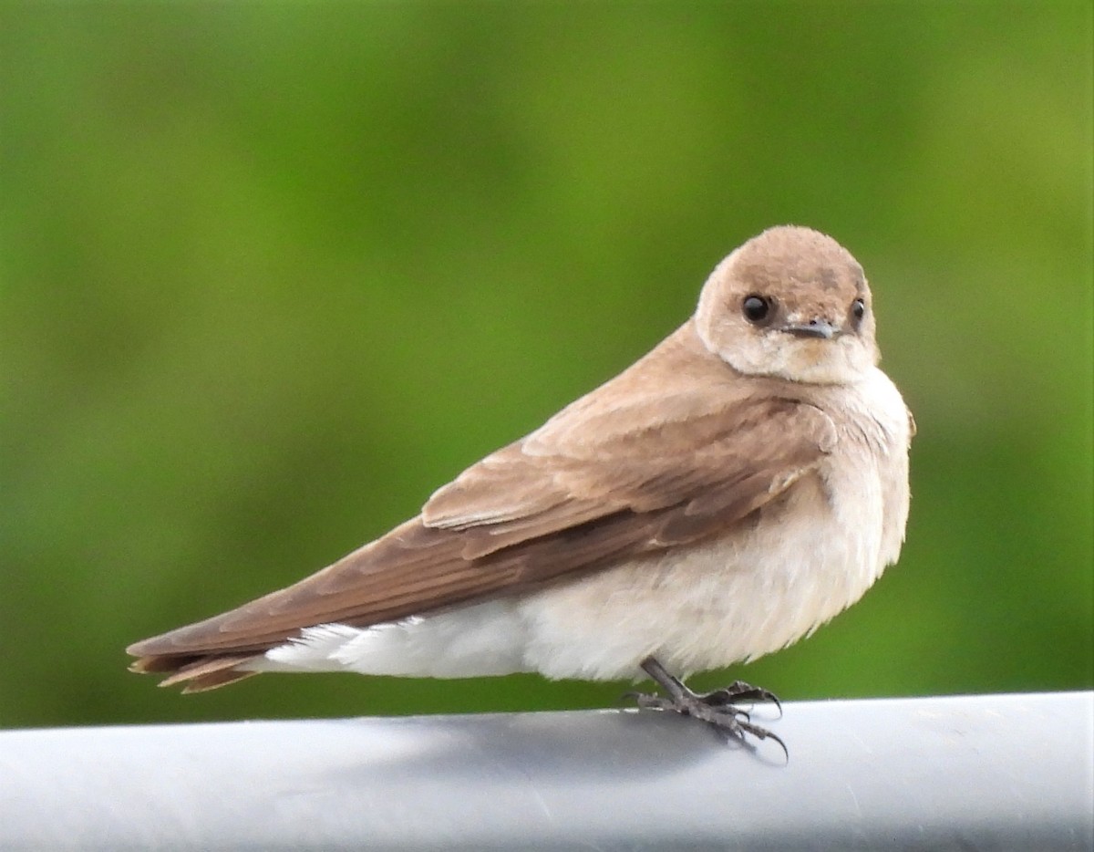 Northern Rough-winged Swallow - ML341658271