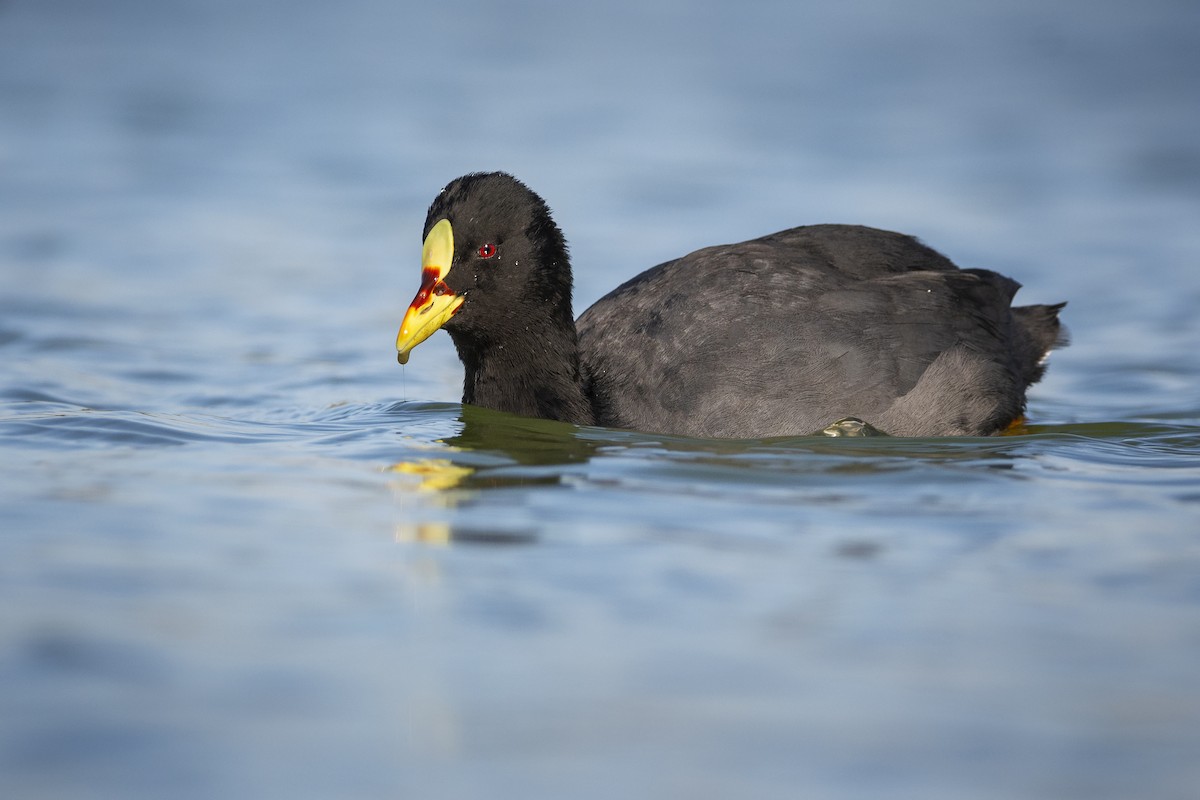 Red-gartered Coot - ML341661531