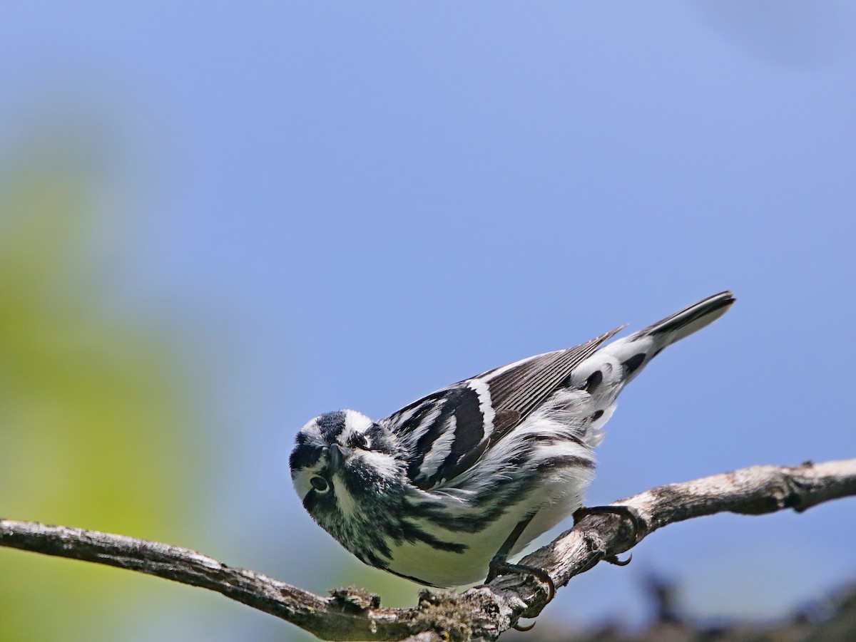 Black-and-white Warbler - ML341666811