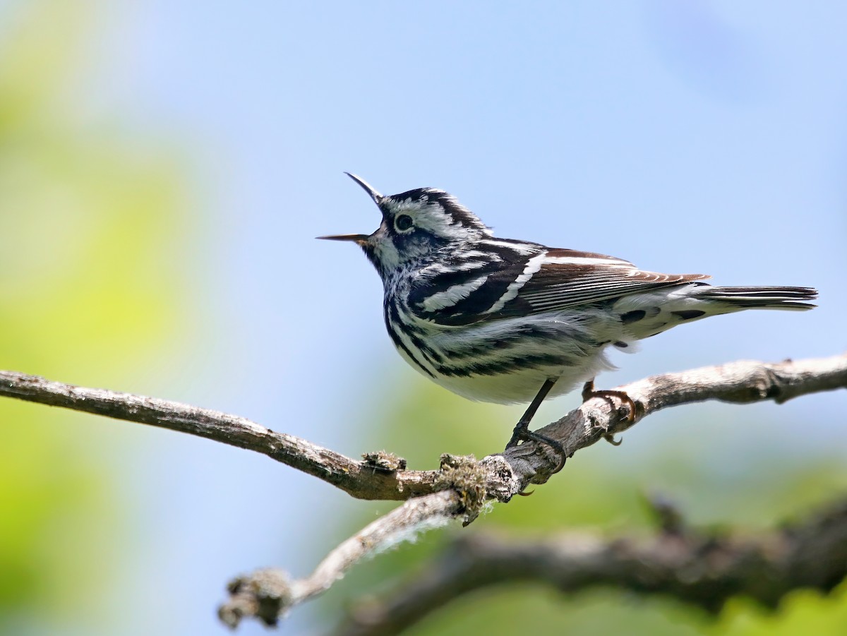 Black-and-white Warbler - ML341666831