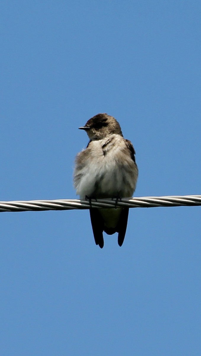 Northern Rough-winged Swallow - ML341668171