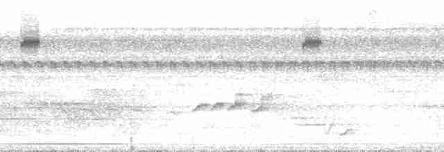 Breithauben-Stirnvogel [angustifrons-Gruppe] - ML34167