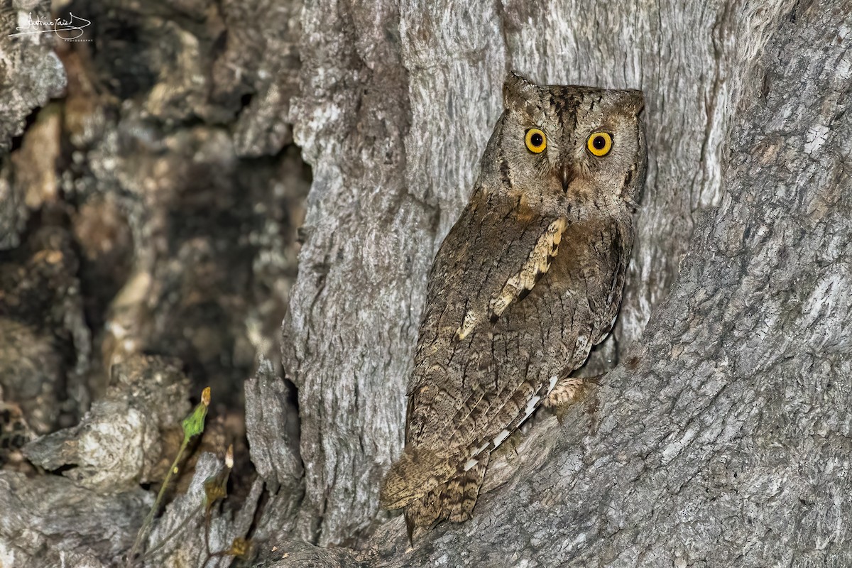 Eurasian Scops-Owl - António Caiado