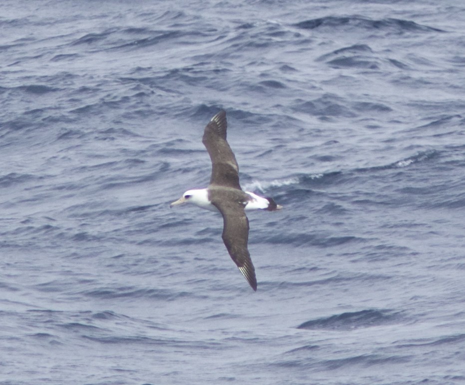 Темноспинный альбатрос - ML34167481