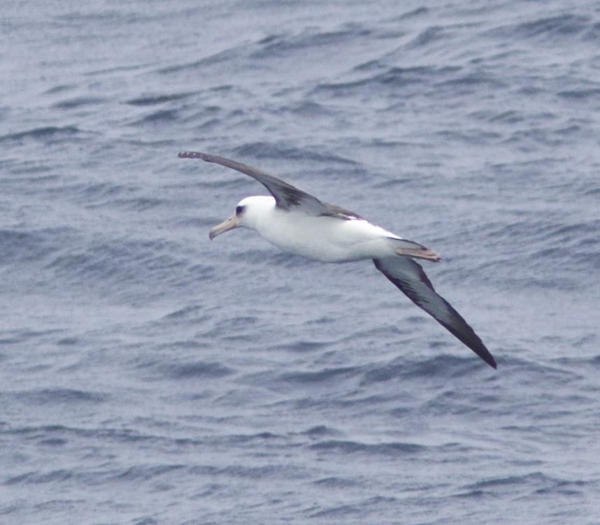 Laysan Albatrosu - ML34167491