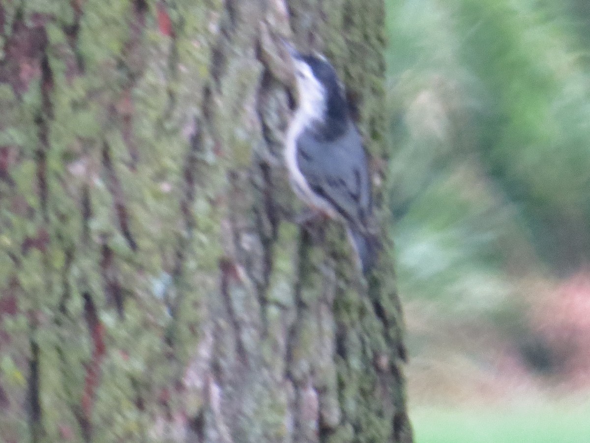 White-breasted Nuthatch - Teresa Connell