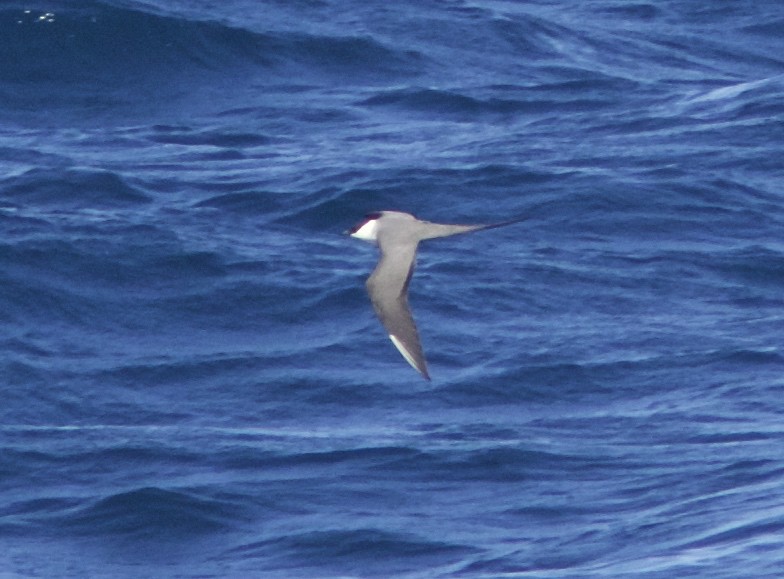 Long-tailed Jaeger - ML34167791