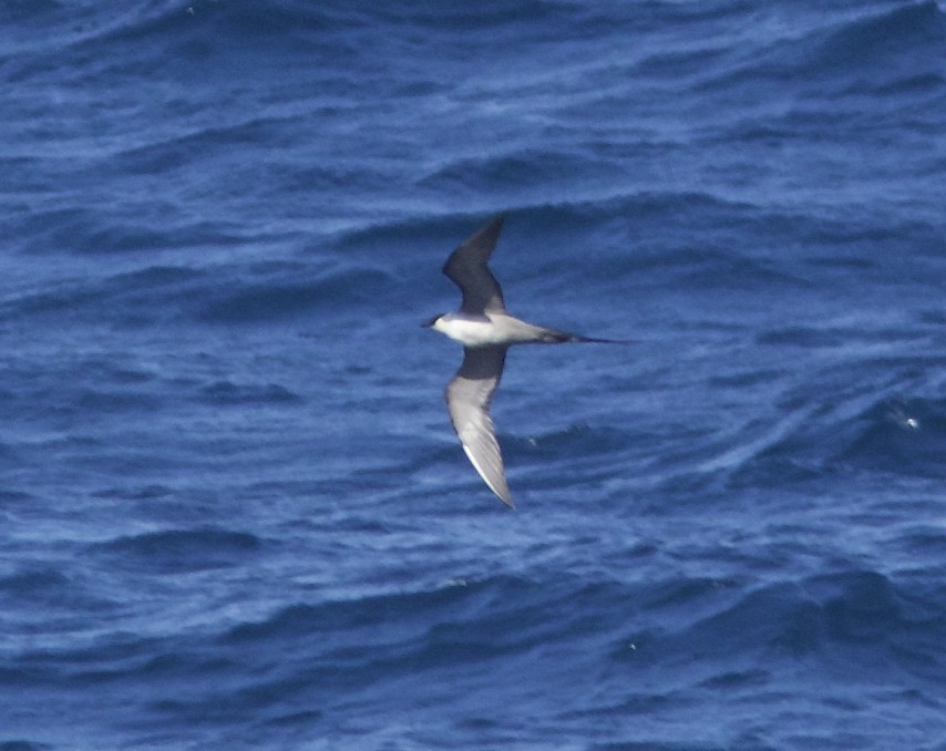 Long-tailed Jaeger - ML34167801