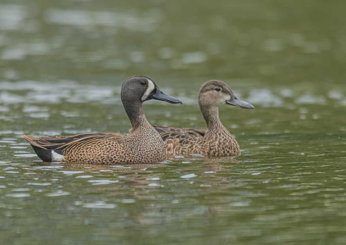 Blue-winged Teal - Sunny Zhang