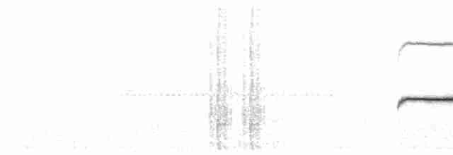 Large-tailed Antshrike - ML341680611