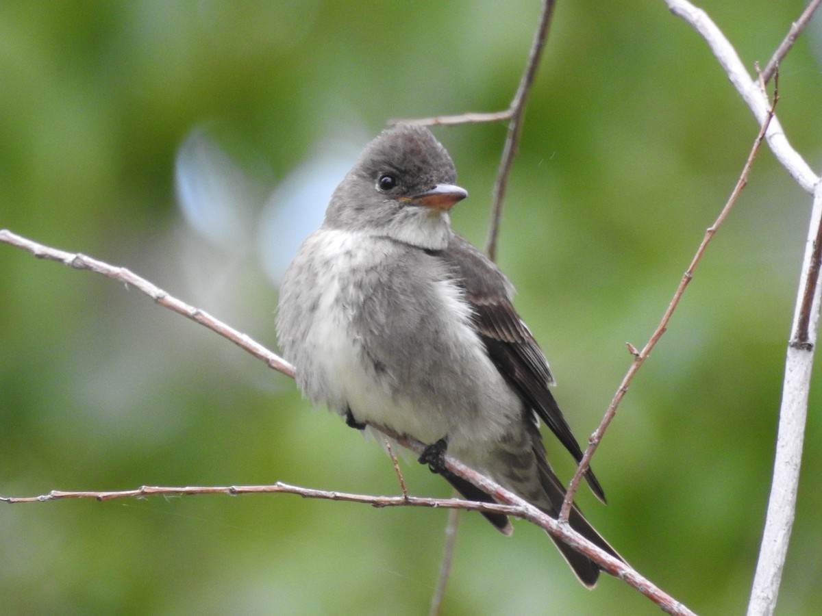Olive-sided Flycatcher - Connor Langan