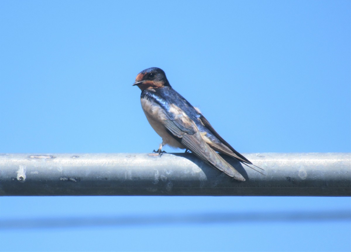 Barn Swallow - ML341690001