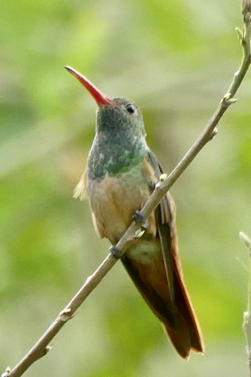 Buff-bellied Hummingbird - ML341691171
