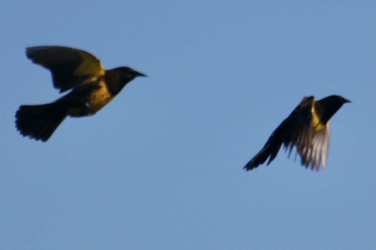 Brown-and-yellow Marshbird - Clarisse Odebrecht