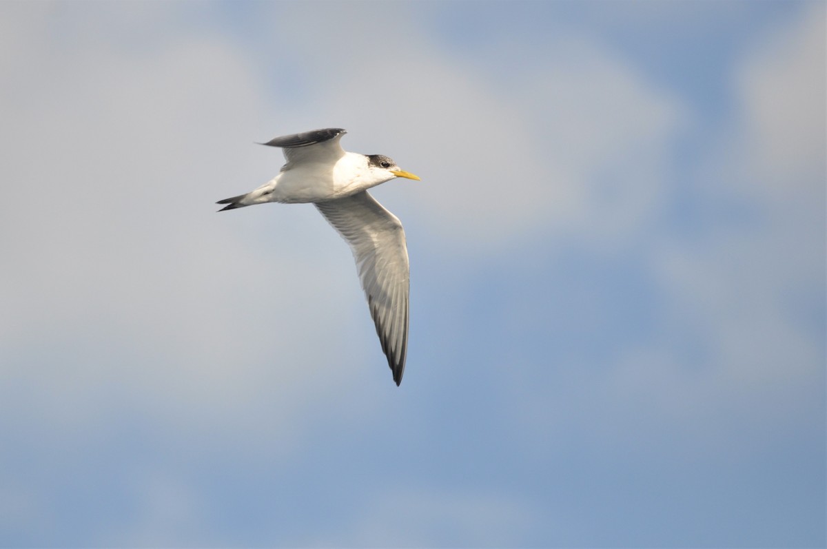 Great Crested Tern - ML341693091