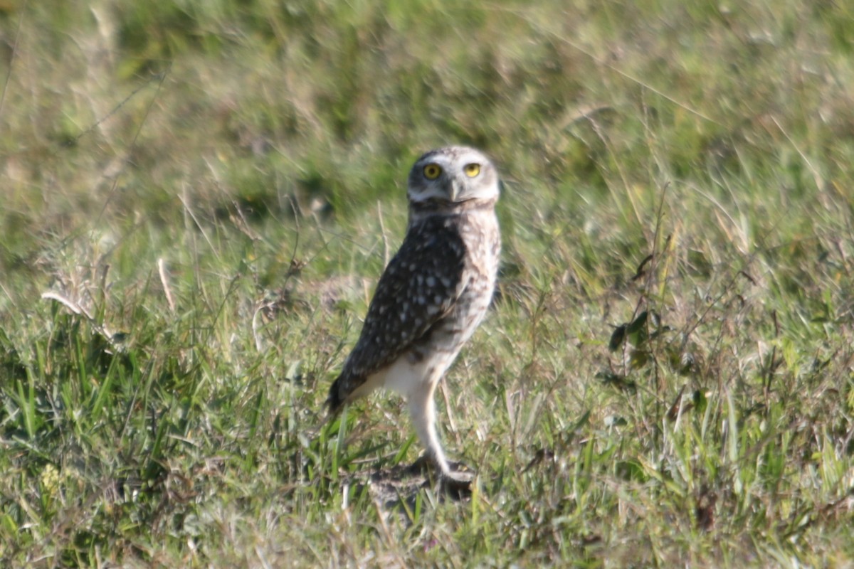 Burrowing Owl - ML341693161