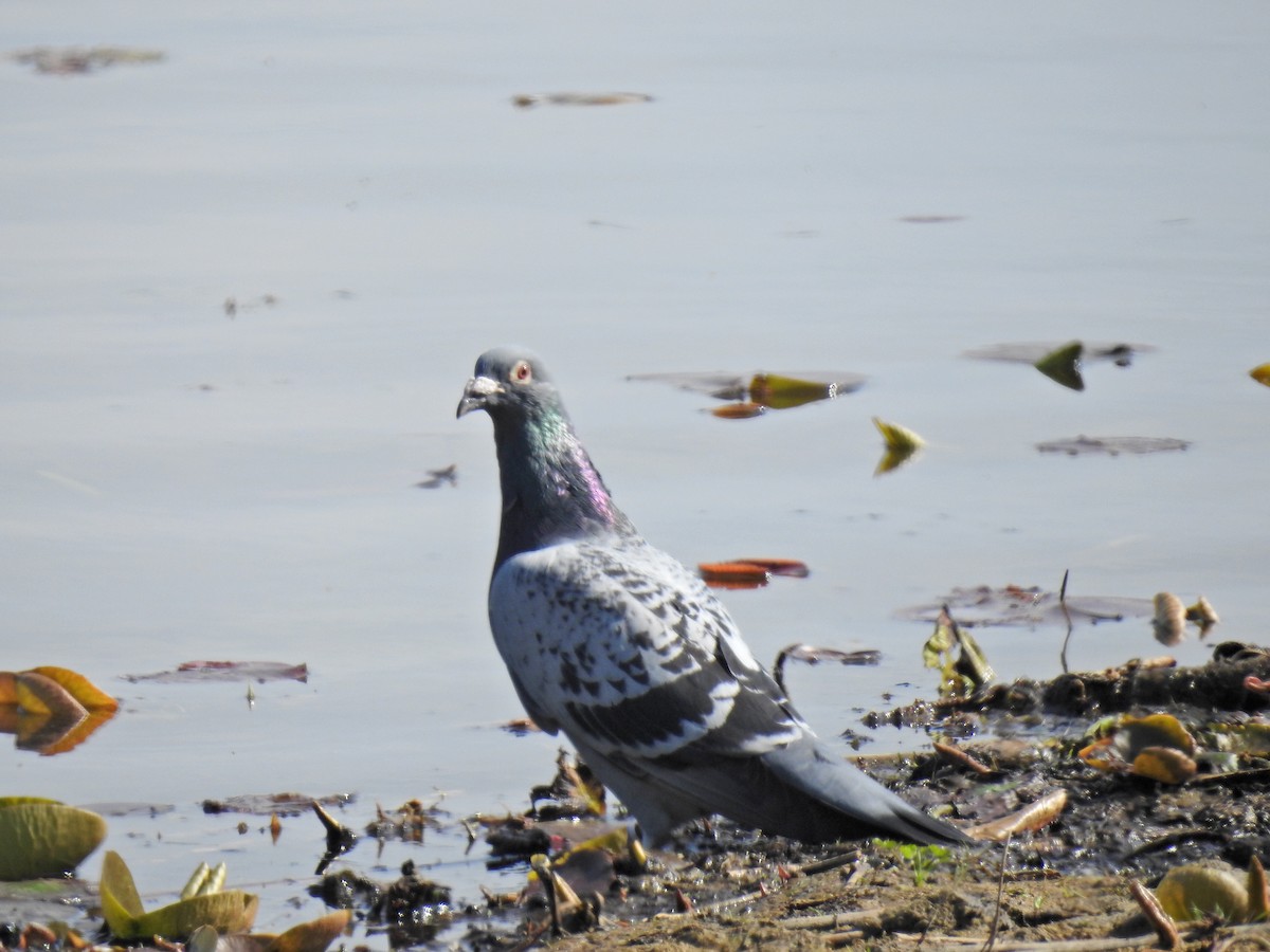 Rock Pigeon (Feral Pigeon) - ML341694021