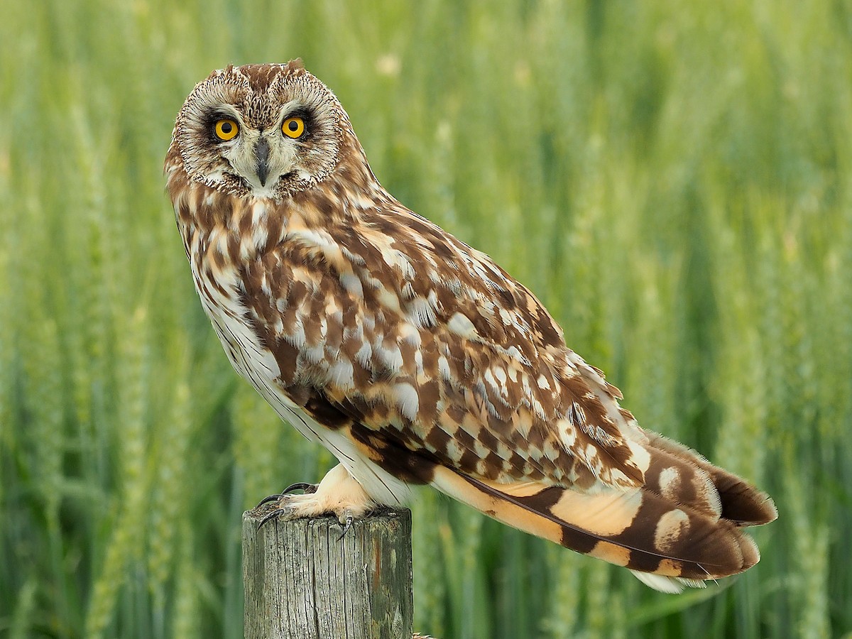 Short-eared Owl - ML34169421