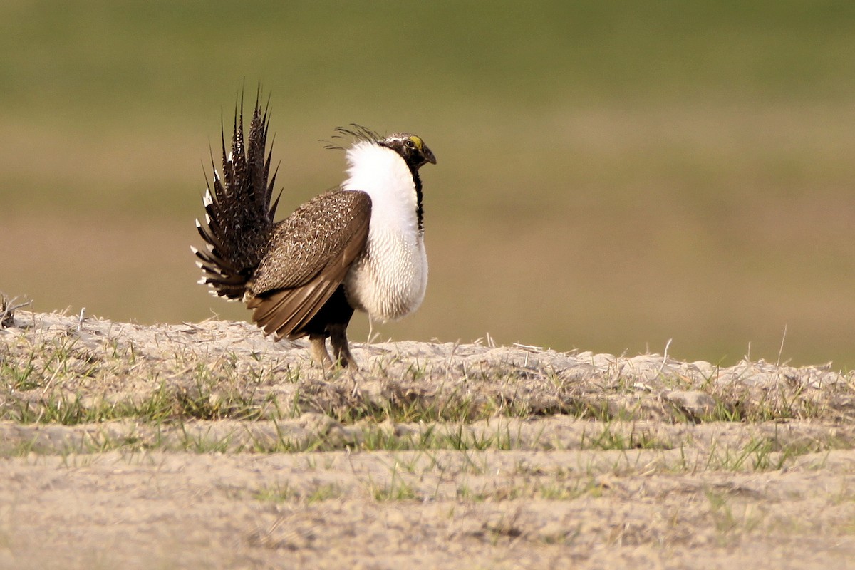 Greater Sage-Grouse - ML34169511