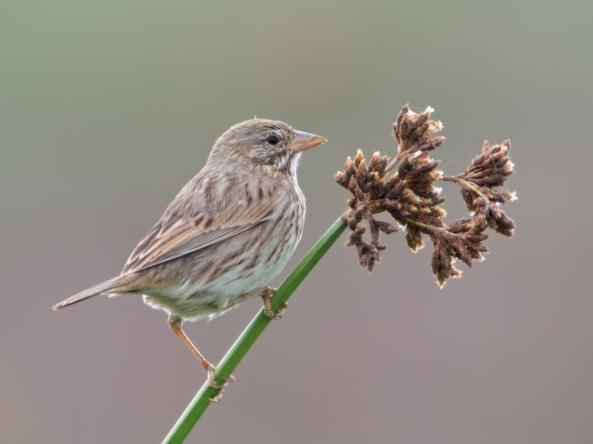 Savannah Sparrow (Large-billed) - ML34169641