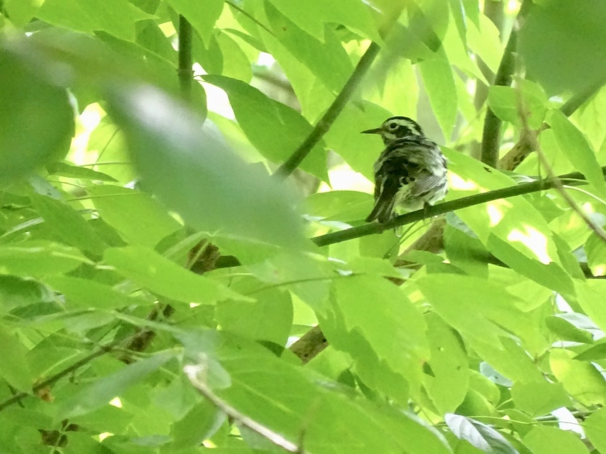 Black-and-white Warbler - ML341698401