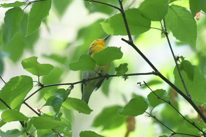Prothonotary Warbler - Aidan Kiley