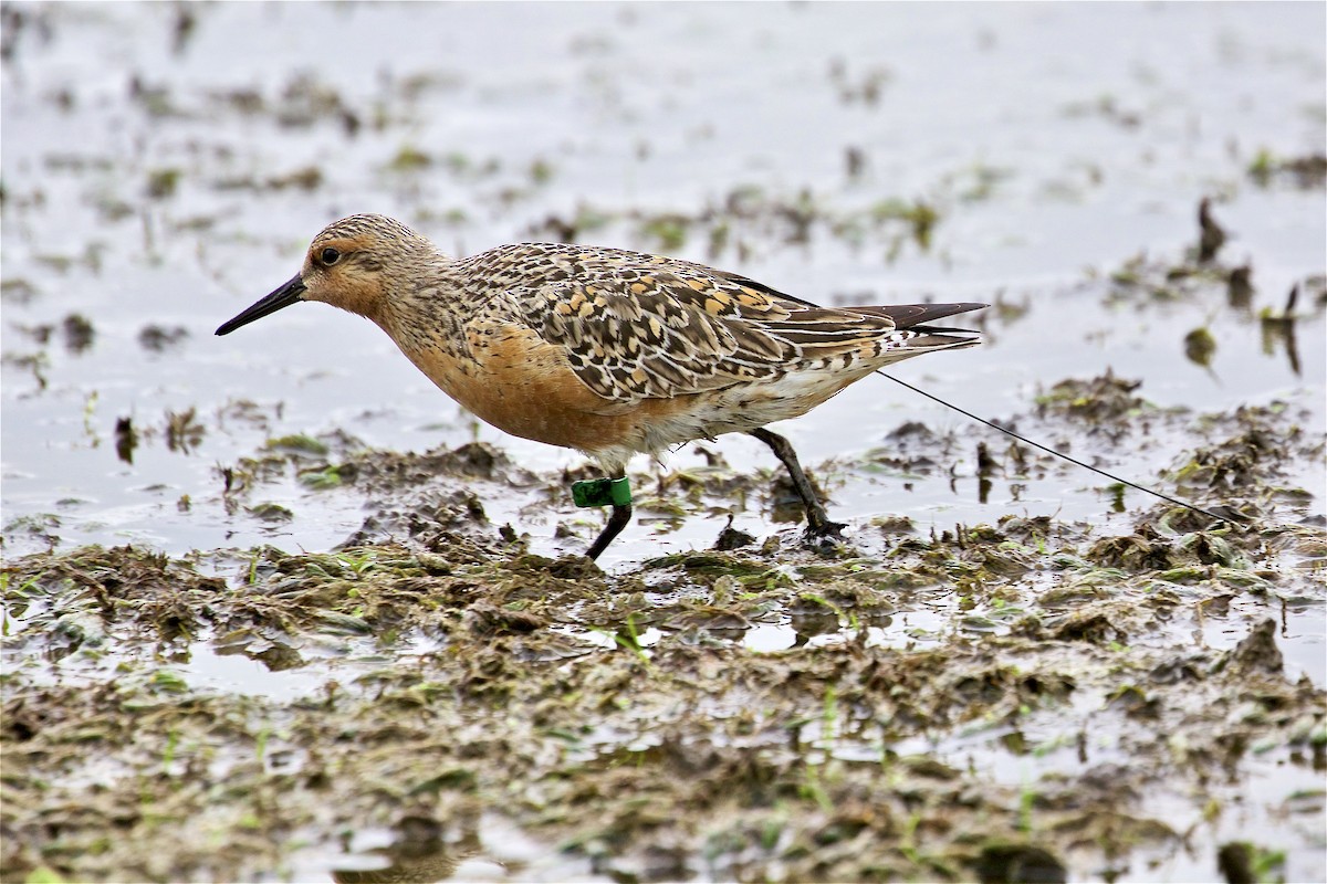 Red Knot - ML341710901