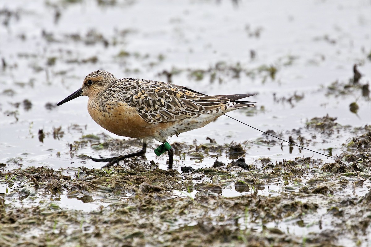 Red Knot - ML341711001